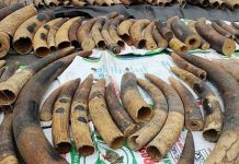 Truy cứu trách nhiệm hình sự đối với tội sản xuất, buôn bán hàng cấm