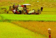 Coi chừng mất tiền khi mua đất lúa