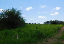 Các quy định về pháp luật về giải quyết tranh chấp đất đai