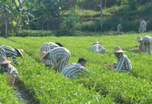 Phạm nhân trước khi ra tù được tư vấn về lao động không?