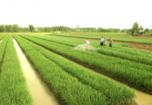 Đất phần trăm có làm được sổ đỏ không