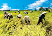 Thủ tục chuyển đổi từ đất trồng lúa sang đất ở