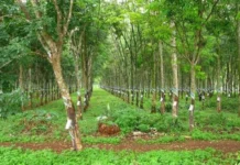 Điều kiện đất trồng cây lâu năm, đất trồng lúa, đất vườn tạp chuyển đổi sang đất ở